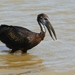 African Openbill - Photo (c) Don-Jean Léandri-Breton, all rights reserved