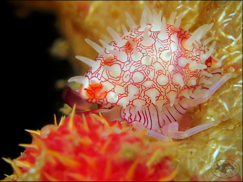 Testudovolva orientis · NaturaLista Mexico