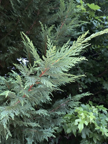 Leyland cypress