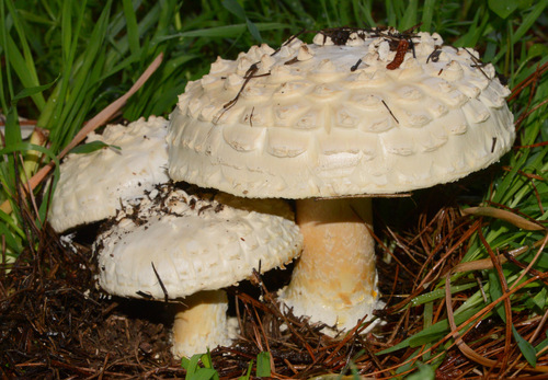 Pinecone Amanita