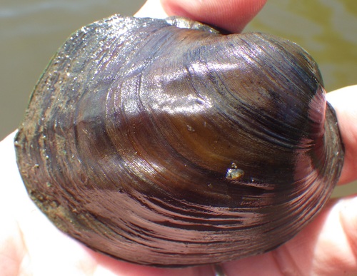 Three-ridge Mussel