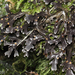 Pseudocyphellaria cinnamomea - Photo (c) Steve Reader, todos los derechos reservados, uploaded by Steve Reader