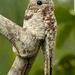 Pájaro Estaca Mayor - Photo (c) claudia perez rengifo, todos los derechos reservados