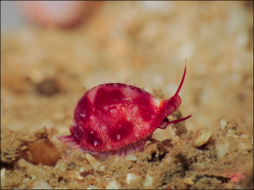 Testudovolva nipponensis
