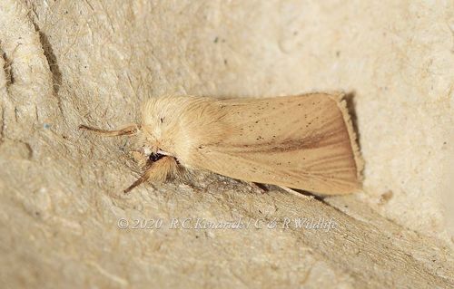 Timiri Insect Genus Timora · iNaturalist