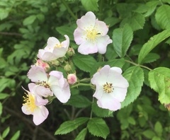 Rosa multiflora image