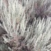 Artemisia tridentata - Photo (c) mfrankli, כל הזכויות שמורות