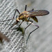 Aedes punctor - Photo (c) Angella Moorehouse, todos los derechos reservados, subido por Angella Moorehouse