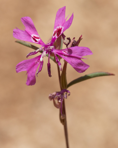 gunsight clarkia (Clarkia xantiana ssp. xantiana)