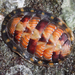 Chitons - Photo (c) Wendy Feltham, all rights reserved, uploaded by Wendy Feltham