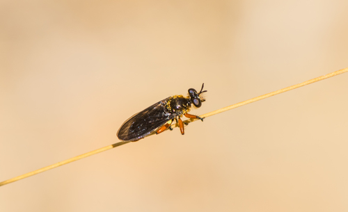 Metadioctria rubida