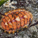 Lined Chiton - Photo (c) Wendy Feltham, all rights reserved, uploaded by Wendy Feltham
