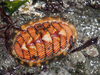 Lined Chiton - Photo (c) Wendy Feltham, all rights reserved, uploaded by Wendy Feltham