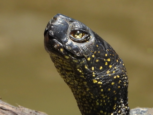 European Pond Turtle