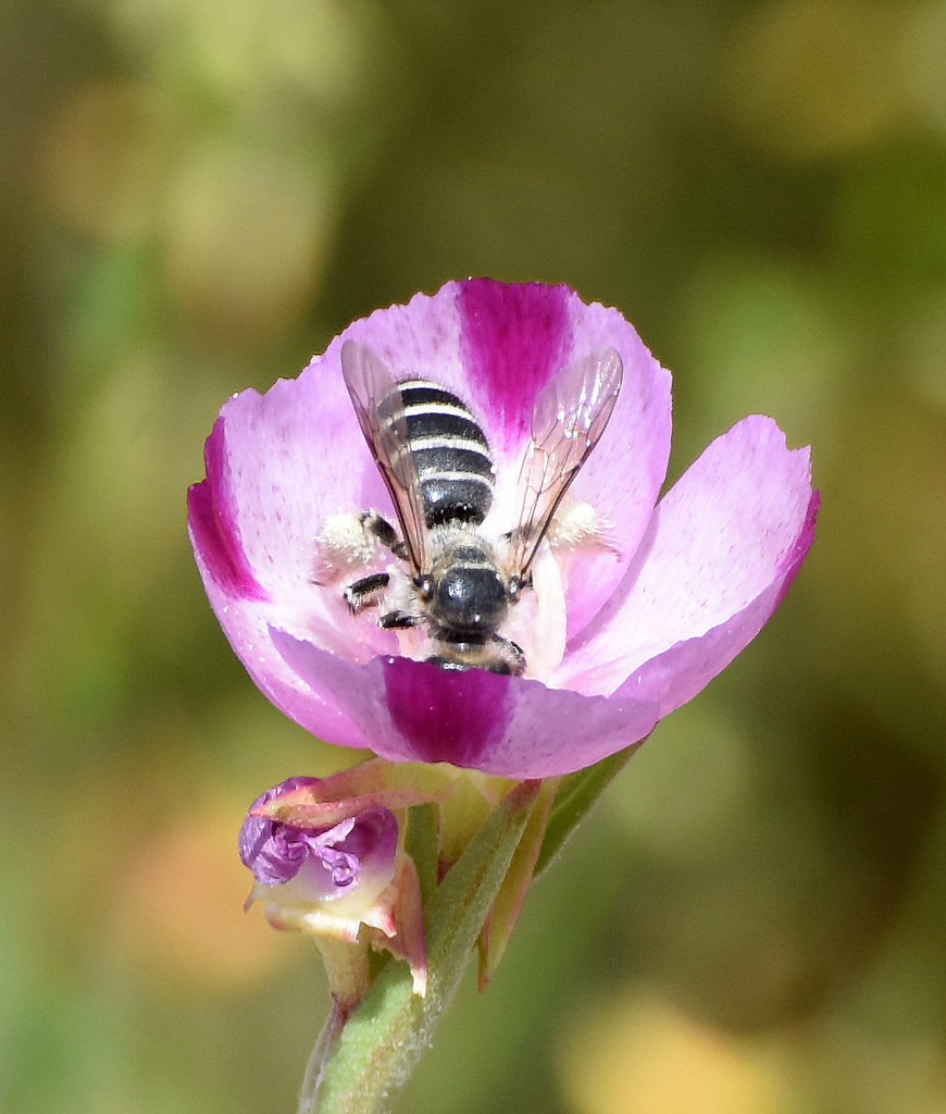 Evening Primrose Bee