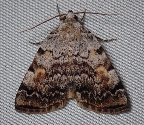 American Idia Moth