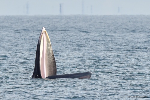 Bryde's Whale