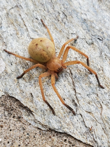 Olios argelasius