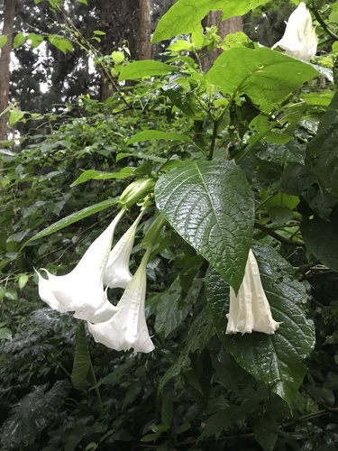 night bells