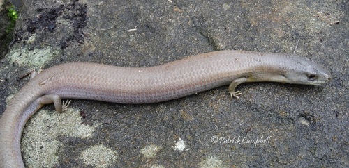 Mainland Sheoak Skink