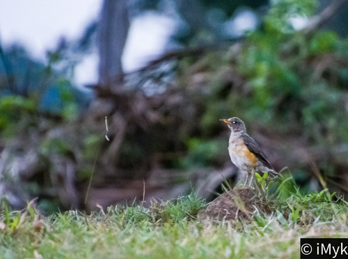African Thrush
