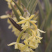 Epidendrum zipaquiranum - Photo (c) Kristian, todos los derechos reservados, subido por Kristian