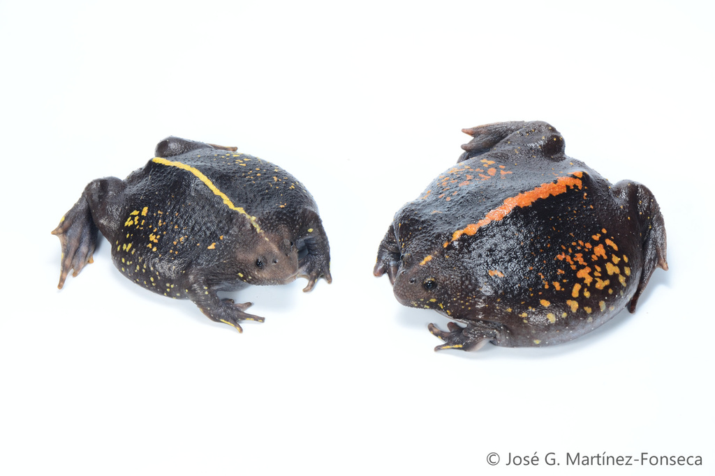 Mexican Burrowing Toad (Rhinophrynus dorsalis) · iNaturalist