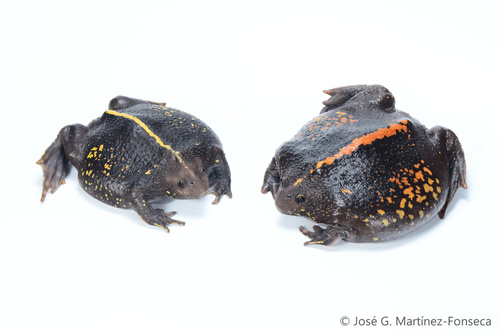 Mexican Burrowing Toad