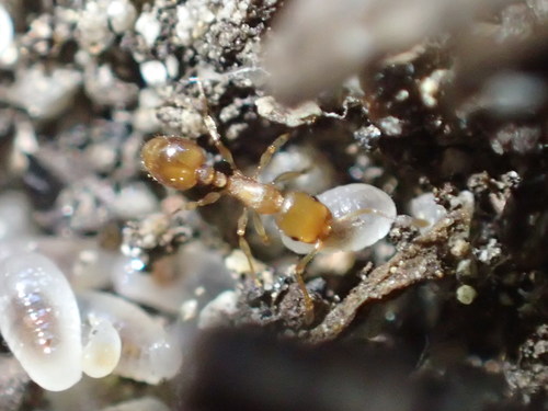 iNaturalist observation photo of Acorn Ants and Allies