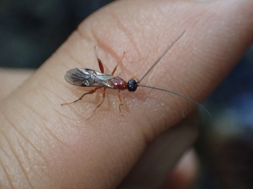 iNaturalist observation photo of Helconinae
