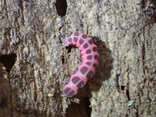 iNaturalist observation photo of California Pink Glowworm