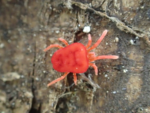 iNaturalist observation photo of Trombidium