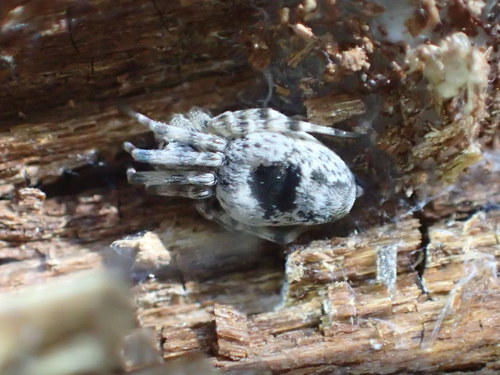 iNaturalist observation photo of Meshweavers