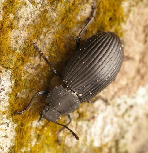 Heterotarsus inflatus · iNaturalist