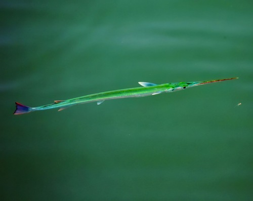 Redfin Needlefish