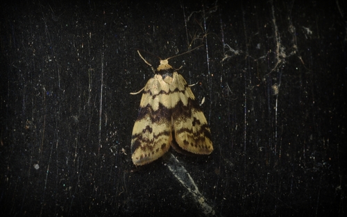 Thallarcha leptographa Turner, 1899