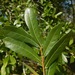 Quercus hemisphaerica - Photo (c) old-bean-adams, todos los derechos reservados, uploaded by old-bean-adams