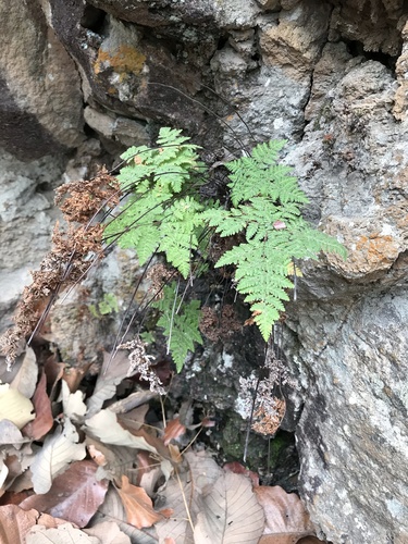 Notholaena ochracea