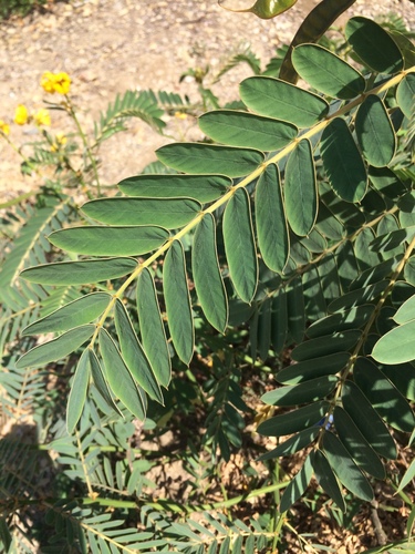 Peanut-Butter Cassia