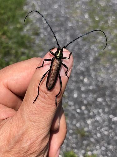 Musk beetle