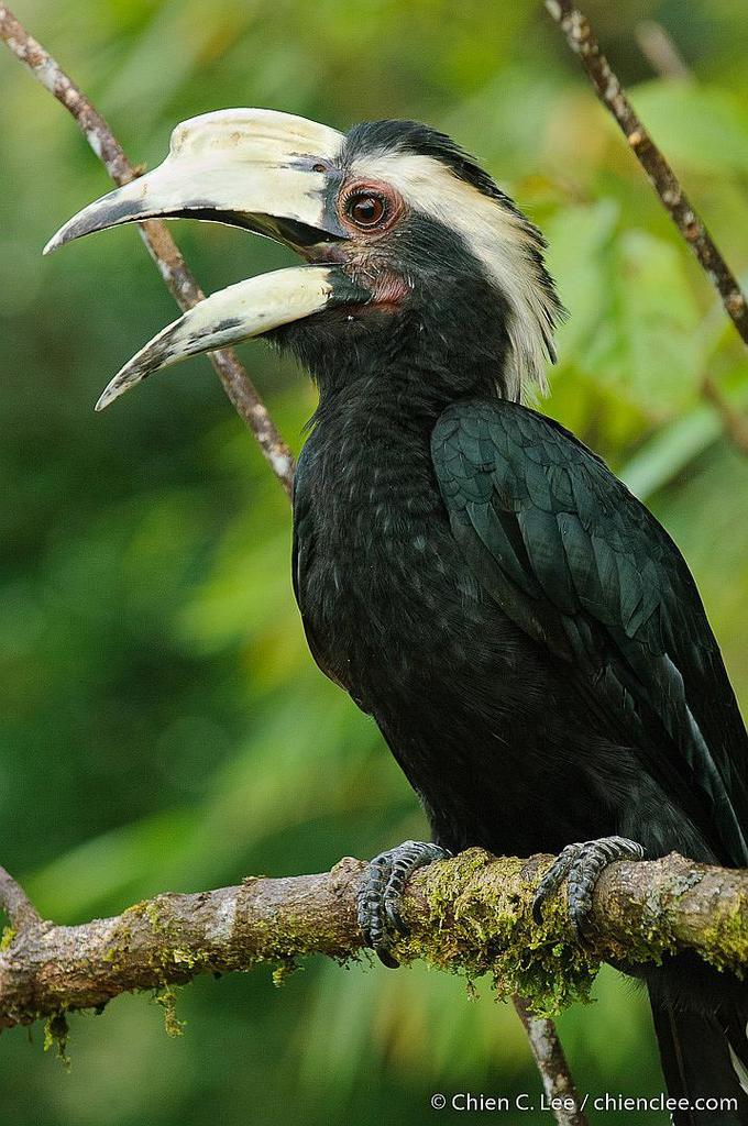 Black Hornbill photo