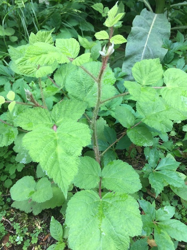 photo of Brambles (Rubus)