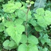 photo of Brambles (Rubus)