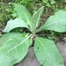 photo of Plants (Plantae)