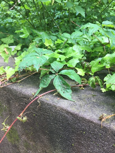 photo of Virginia Creeper (Parthenocissus quinquefolia)