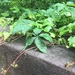 photo of Virginia Creeper (Parthenocissus quinquefolia)