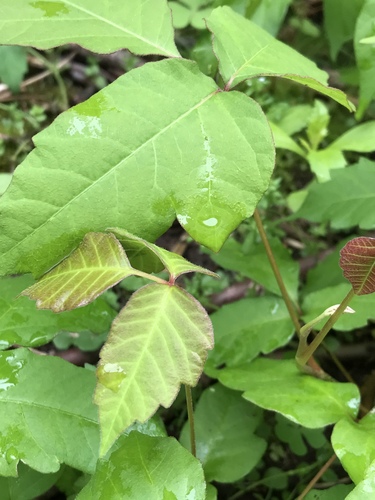 photo of Poison Ivy (Toxicodendron radicans)