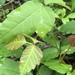 photo of Poison Ivy (Toxicodendron radicans)