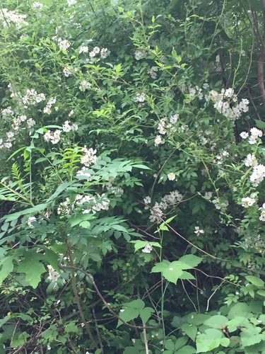 photo of Multiflora Rose (Rosa multiflora)