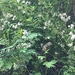 photo of Multiflora Rose (Rosa multiflora)